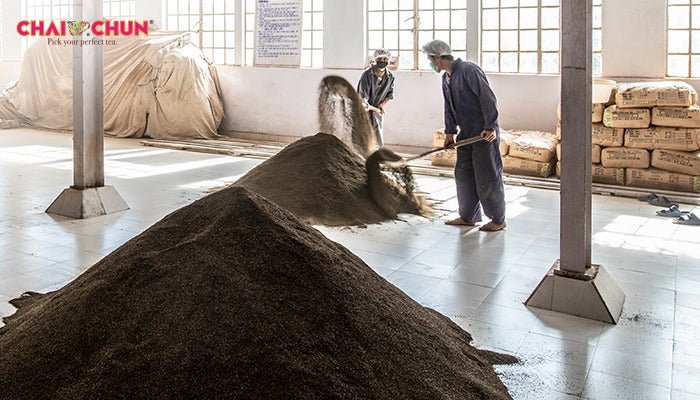 Feed Your Curiosity! Here’s How Darjeeling Tea is Processed - Chai Chun