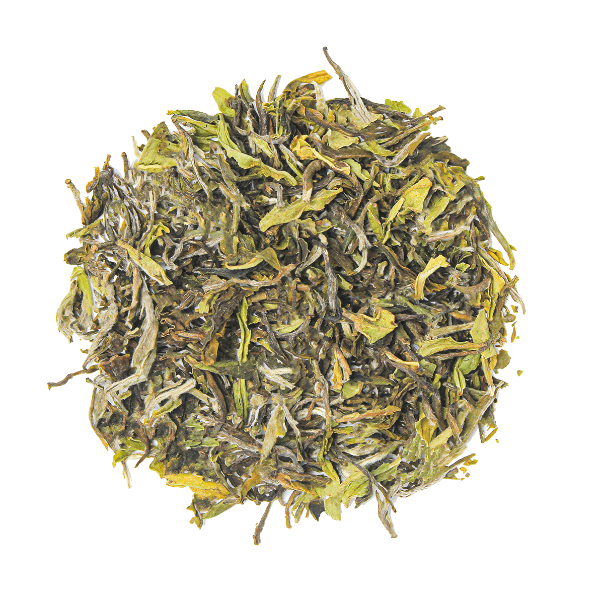 Clonal Wonder - chaichuntea